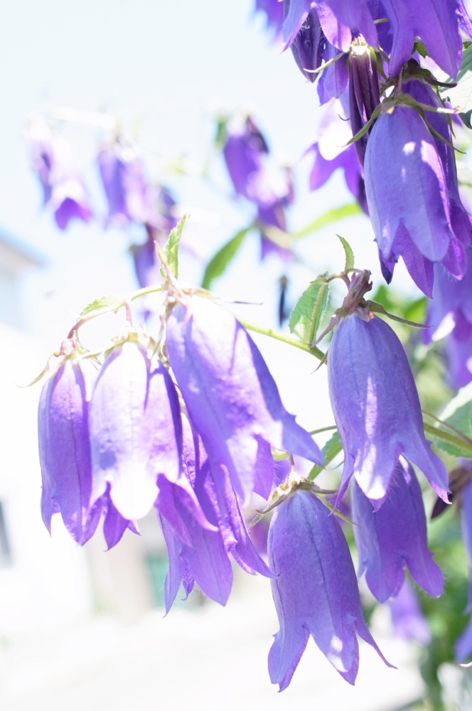 f:id:elmikamino:20130629120937j:image:h500