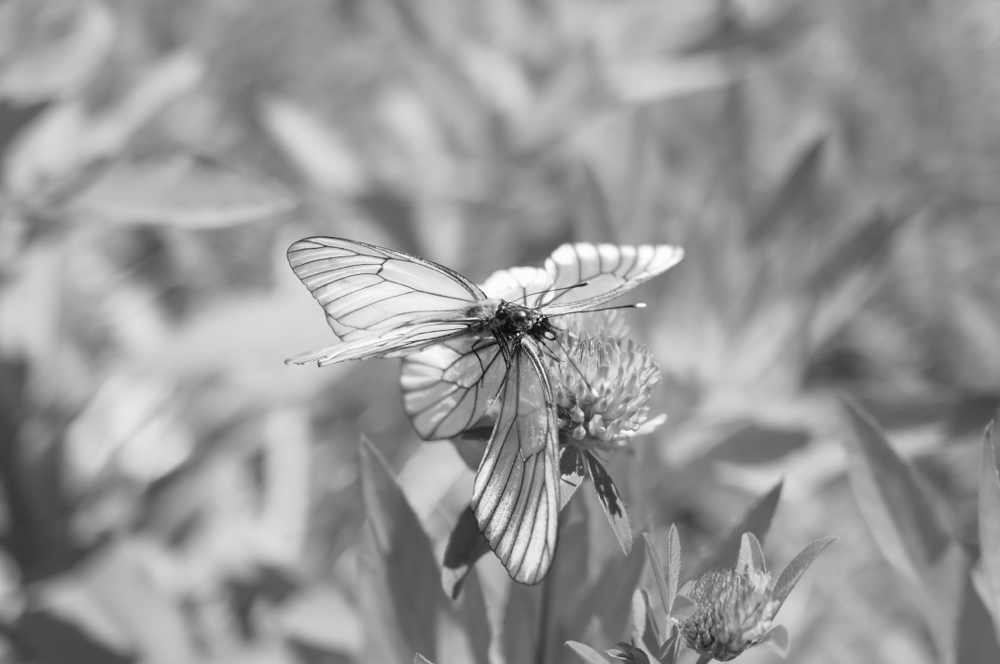 f:id:elmikamino:20130629122013j:image:w500