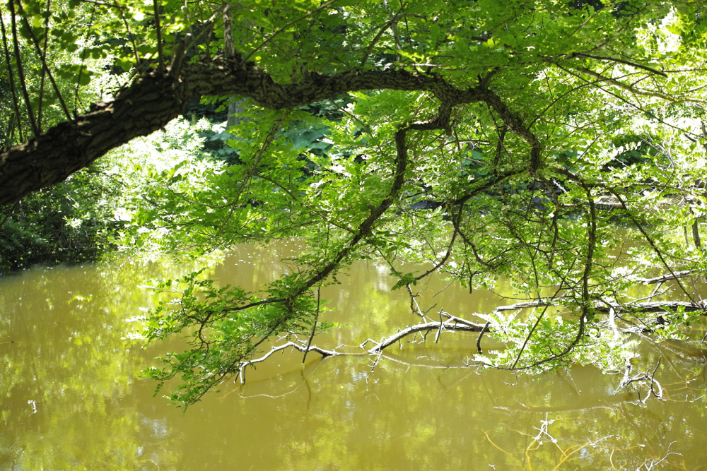 f:id:elmikamino:20130630110536j:image:w500