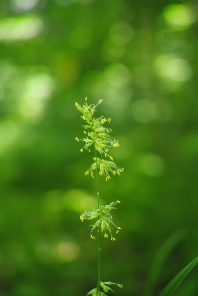 f:id:elmikamino:20130630111707j:image:h500