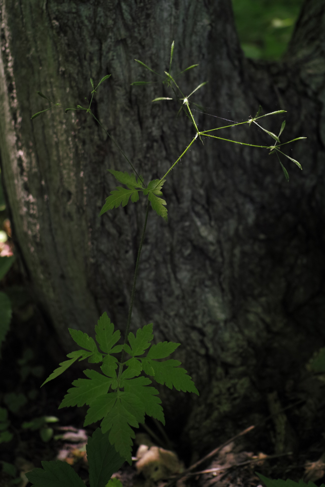 f:id:elmikamino:20130630112553j:image:h500