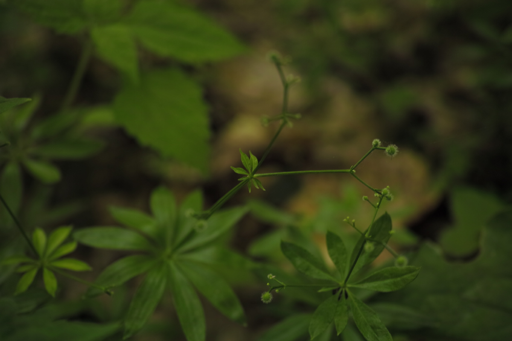 f:id:elmikamino:20130630112755j:image:w500