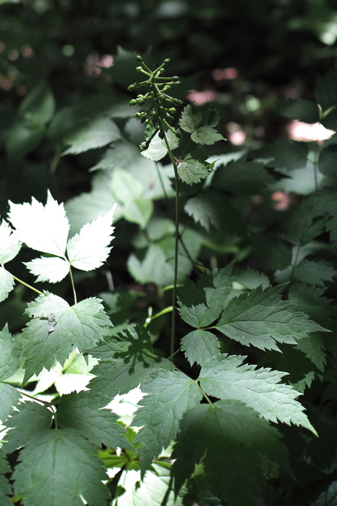 f:id:elmikamino:20130630112931j:image:h500