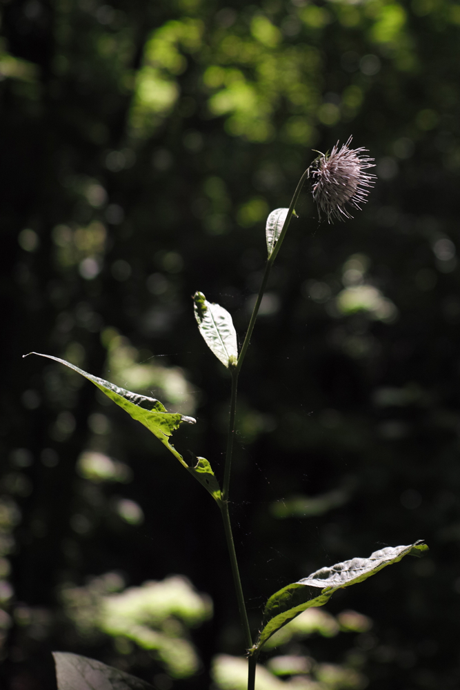 f:id:elmikamino:20130630113047j:image:h500