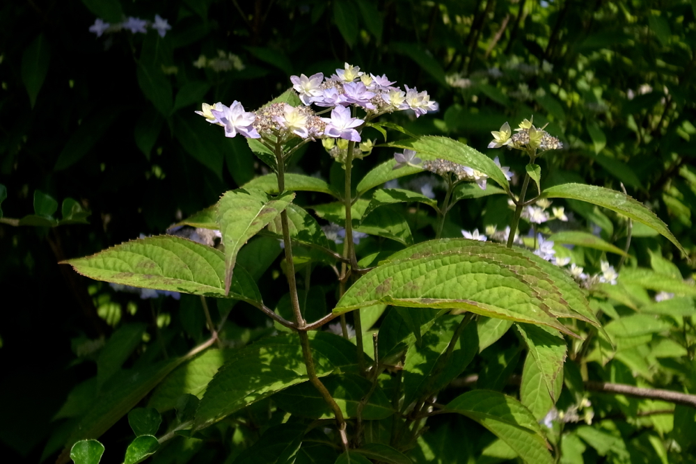 f:id:elmikamino:20130702102850j:image:w500