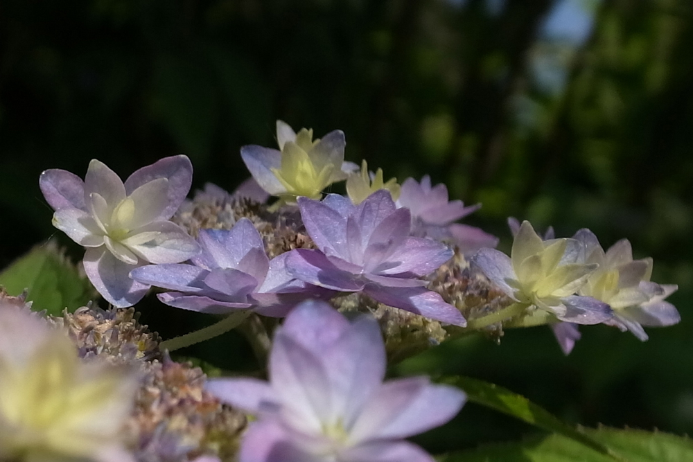 f:id:elmikamino:20130702102937j:image:w500