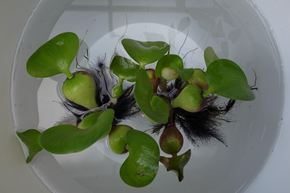 f:id:elmikamino:20130704154819j:image:w500