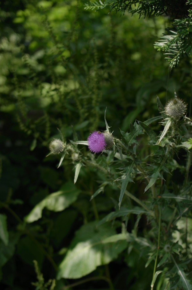 f:id:elmikamino:20130707092546j:image:h500