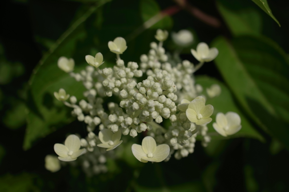 f:id:elmikamino:20130707093955j:image:w500