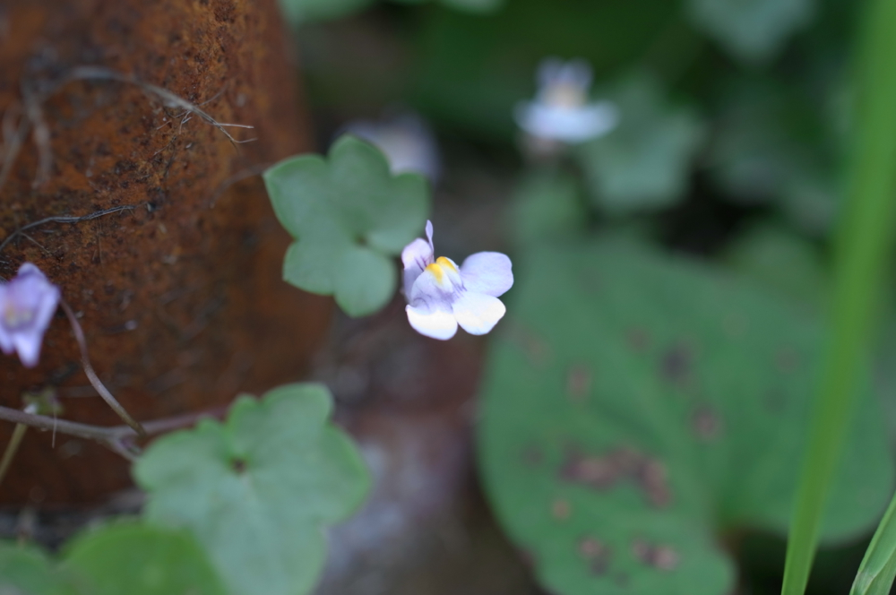 f:id:elmikamino:20130707100104j:image:w500
