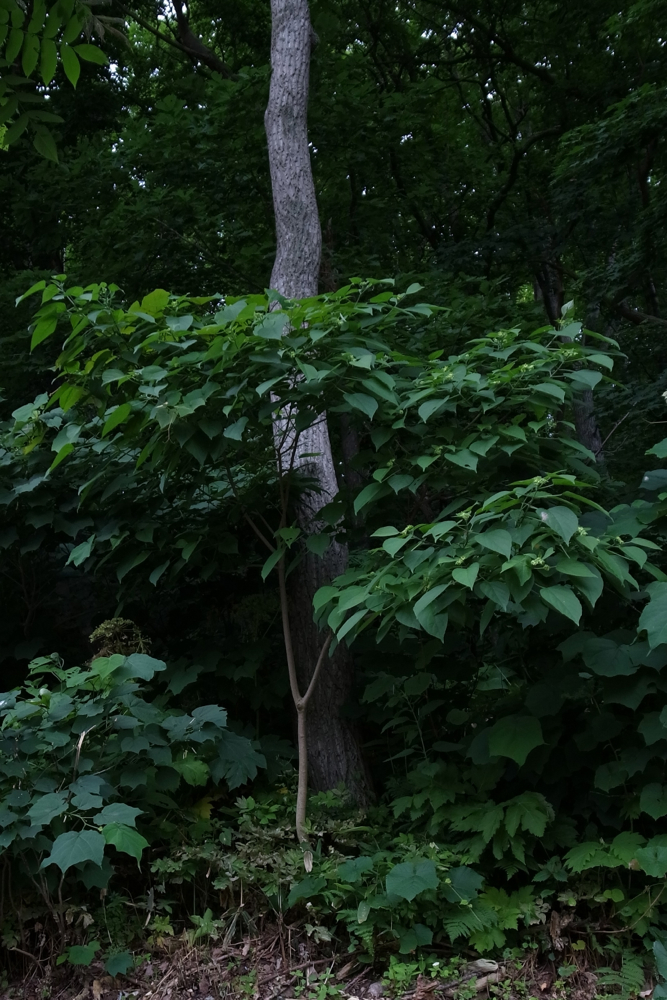 f:id:elmikamino:20130709133127j:image:h500