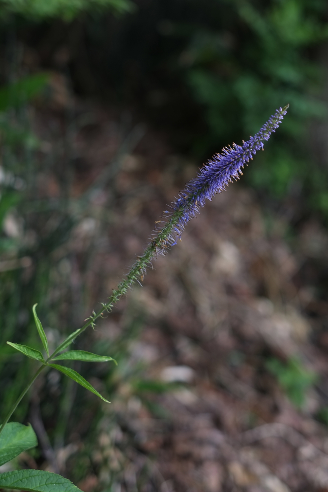 f:id:elmikamino:20130714100752j:image:h500