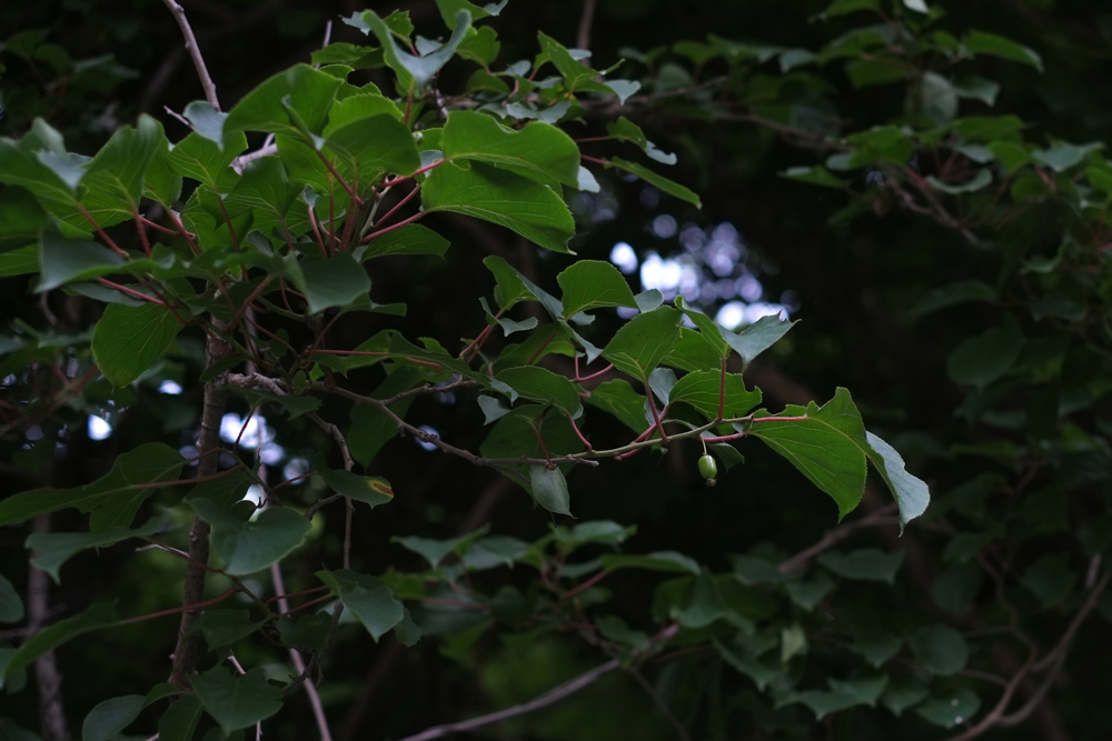 f:id:elmikamino:20130714100943j:image:w500