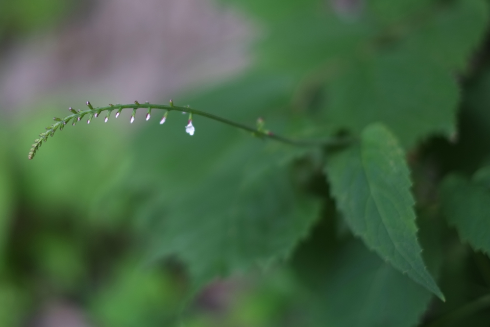 f:id:elmikamino:20130714101339j:image:w500