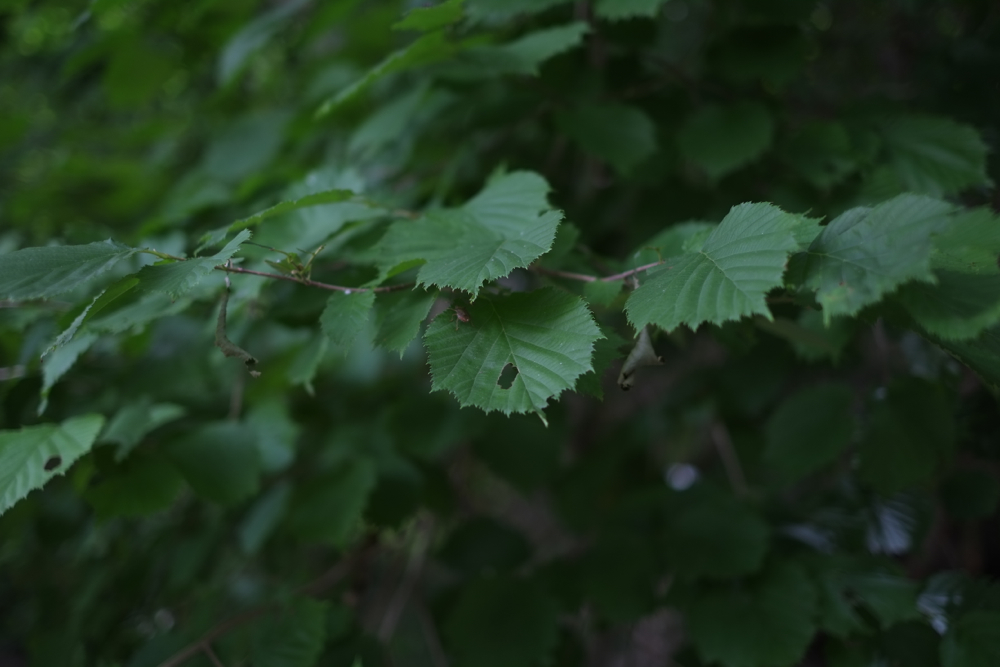 f:id:elmikamino:20130714101407j:image:w500