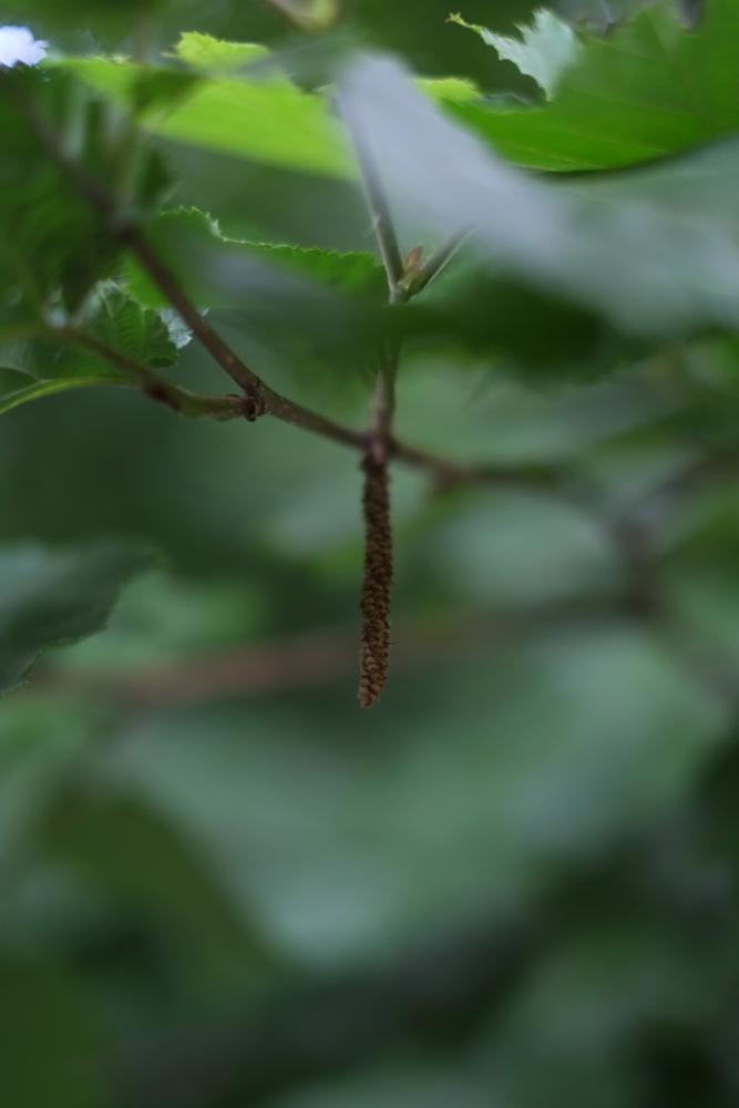 f:id:elmikamino:20130714101734j:image:h500