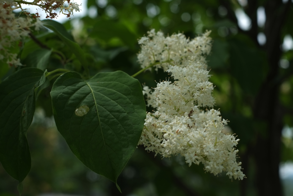 f:id:elmikamino:20130714102706j:image:w500
