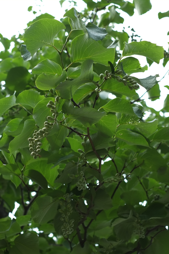 f:id:elmikamino:20130714102826j:image:h500