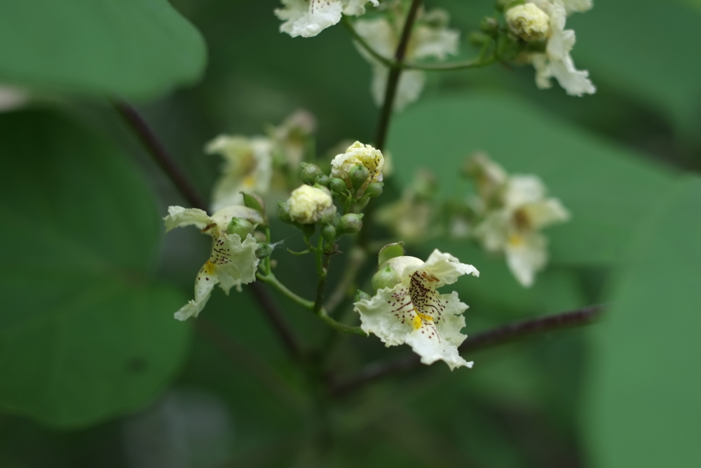 f:id:elmikamino:20130714103343j:image:w500