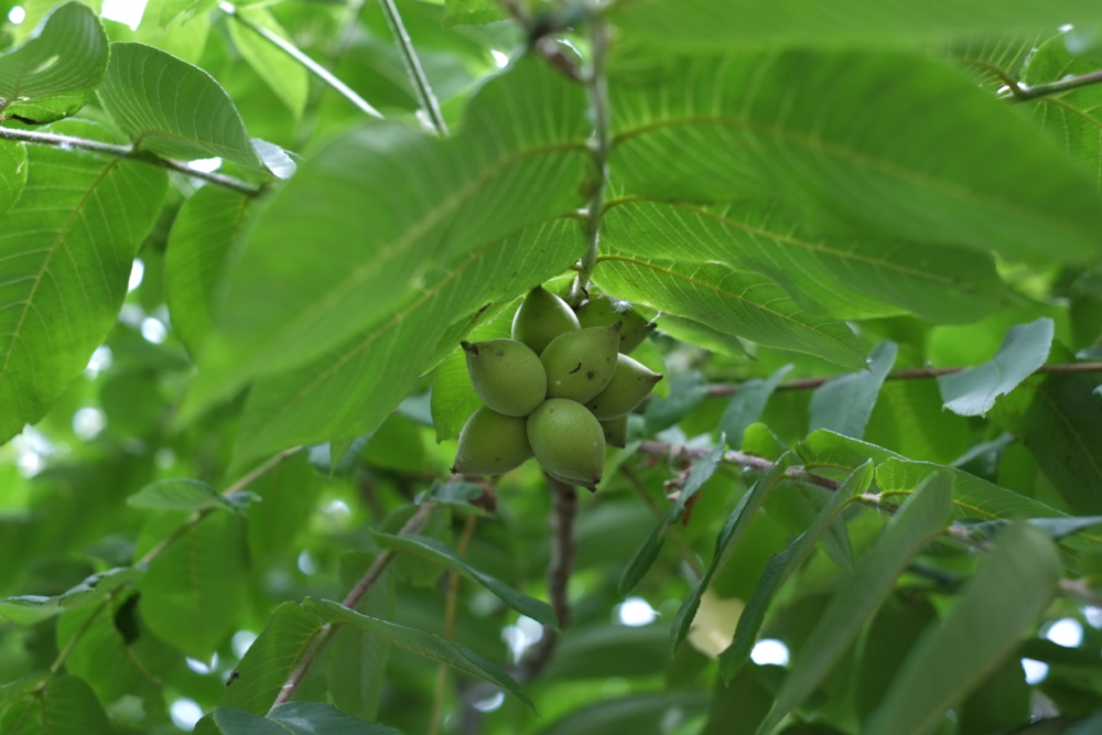 f:id:elmikamino:20130714103759j:image:w500