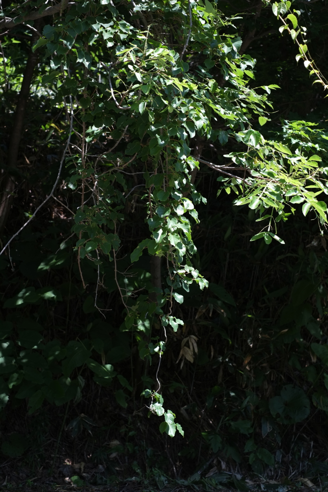 f:id:elmikamino:20130715105347j:image:h500