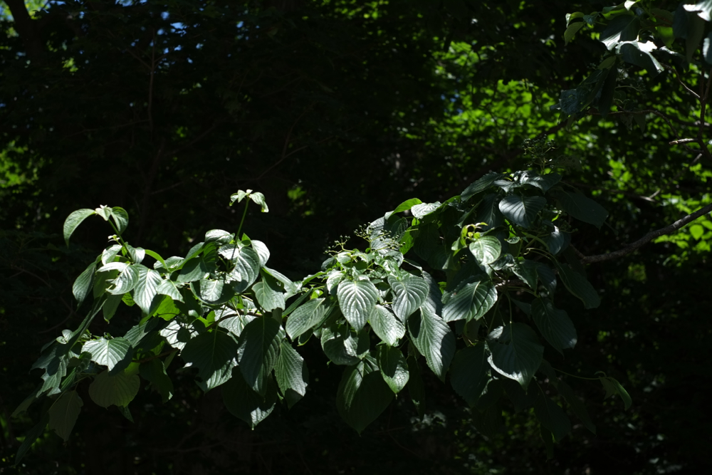 f:id:elmikamino:20130715105539j:image:w500