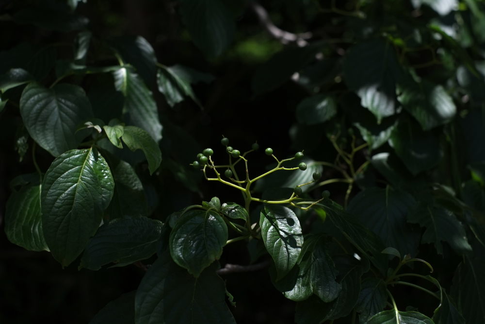 f:id:elmikamino:20130715105636j:image:w500