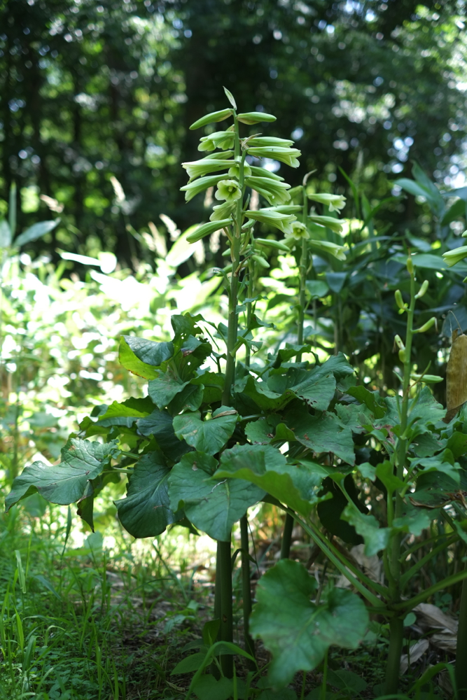f:id:elmikamino:20130715110609j:image:h500