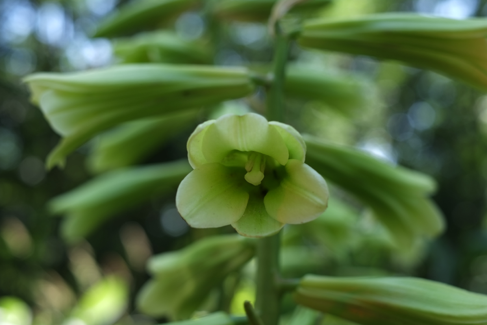 f:id:elmikamino:20130715110706j:image:w500