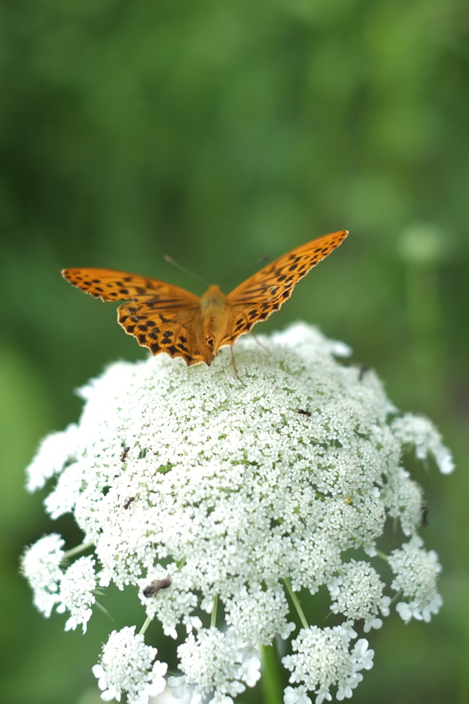 f:id:elmikamino:20130716111849j:image:h500
