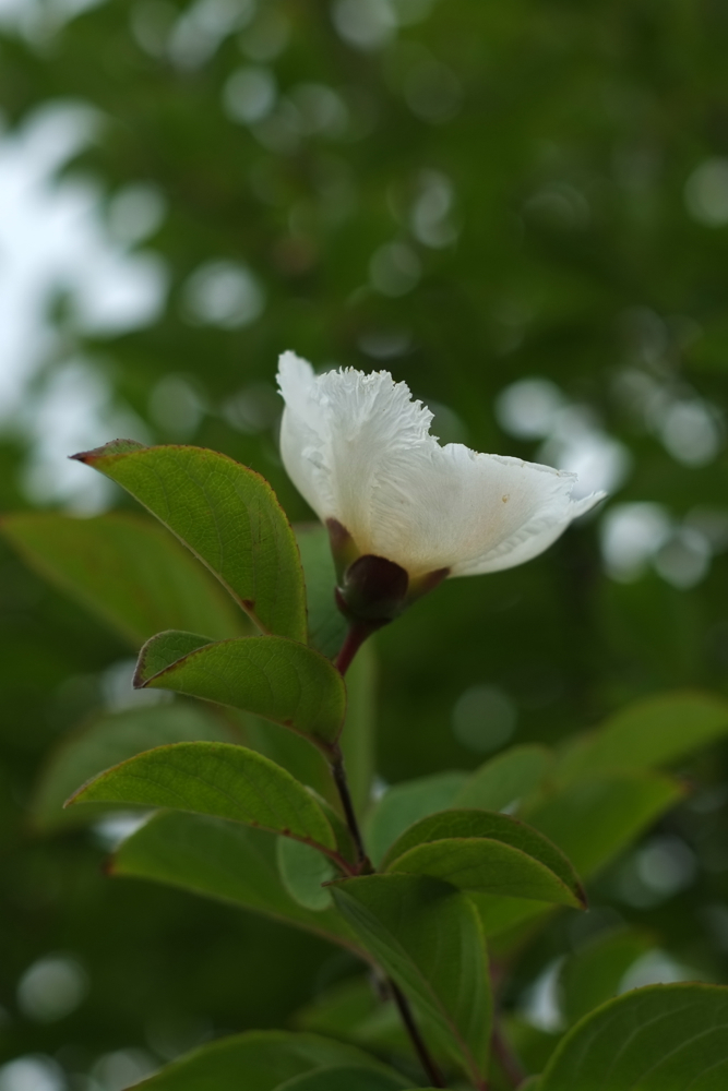 f:id:elmikamino:20130716115248j:image:h500
