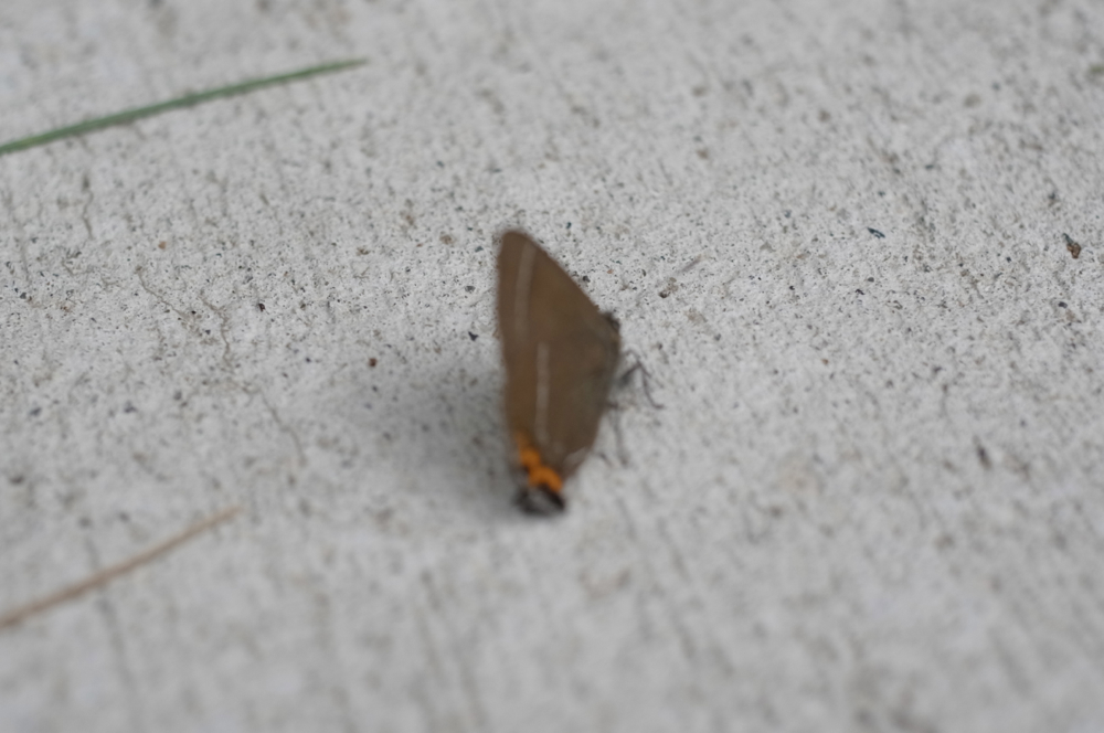 f:id:elmikamino:20130719092147j:image:w500