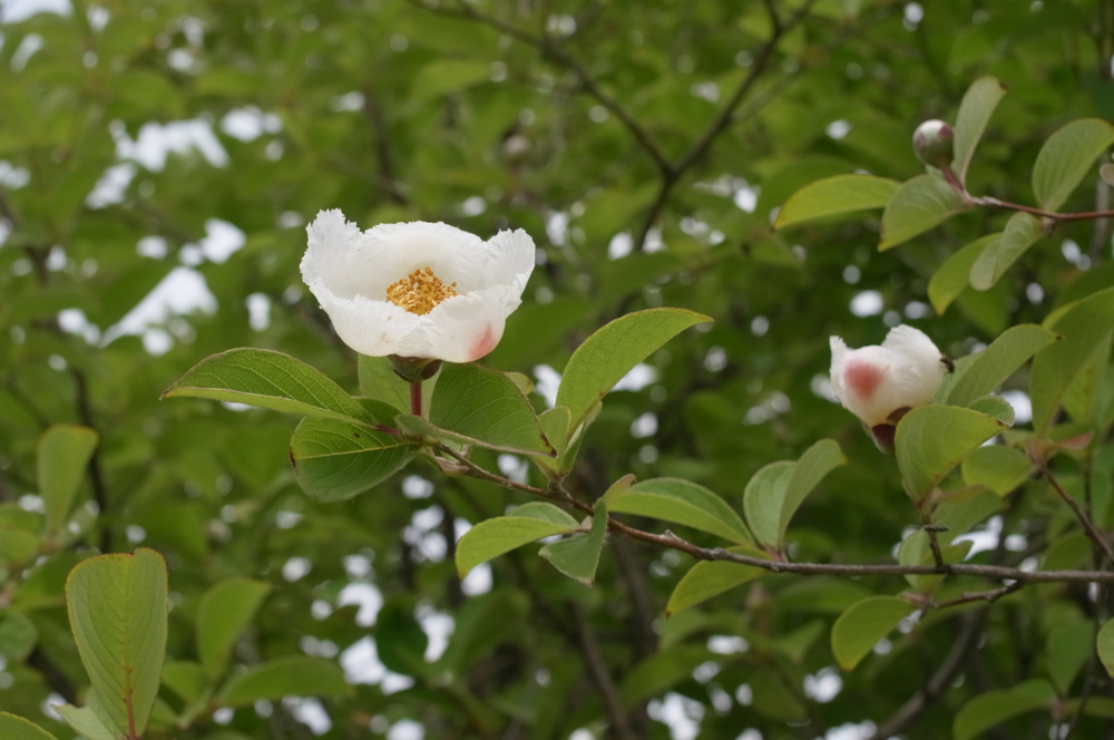 f:id:elmikamino:20130719092818j:image:w500