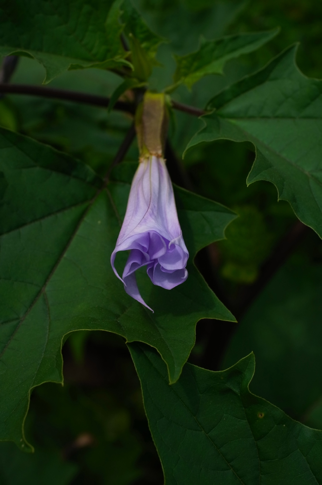 f:id:elmikamino:20130719093200j:image:h500