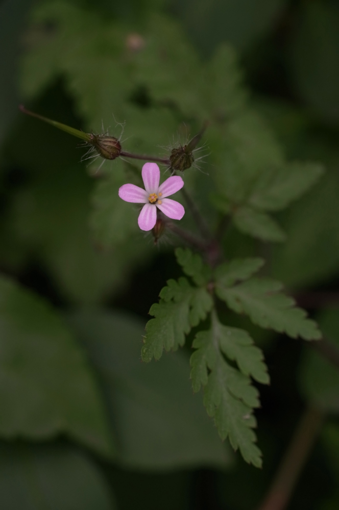 f:id:elmikamino:20130719101201j:image:h500