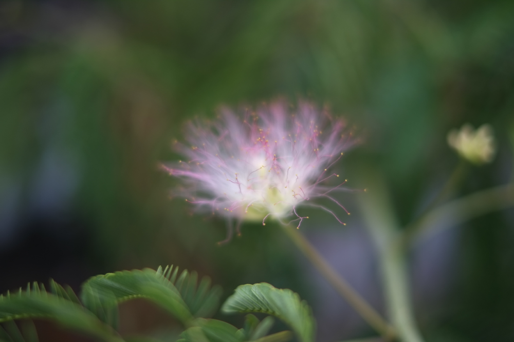 f:id:elmikamino:20130724173908j:image:w500