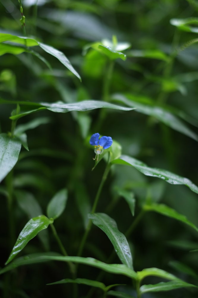 f:id:elmikamino:20130728080552j:image:h500