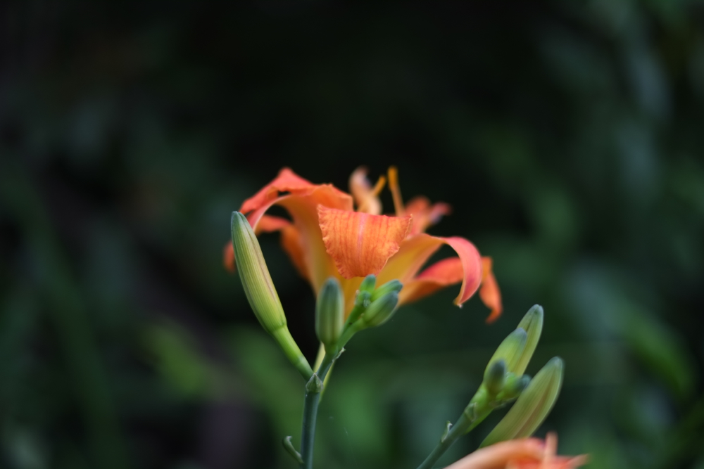 f:id:elmikamino:20130728080812j:image:w500