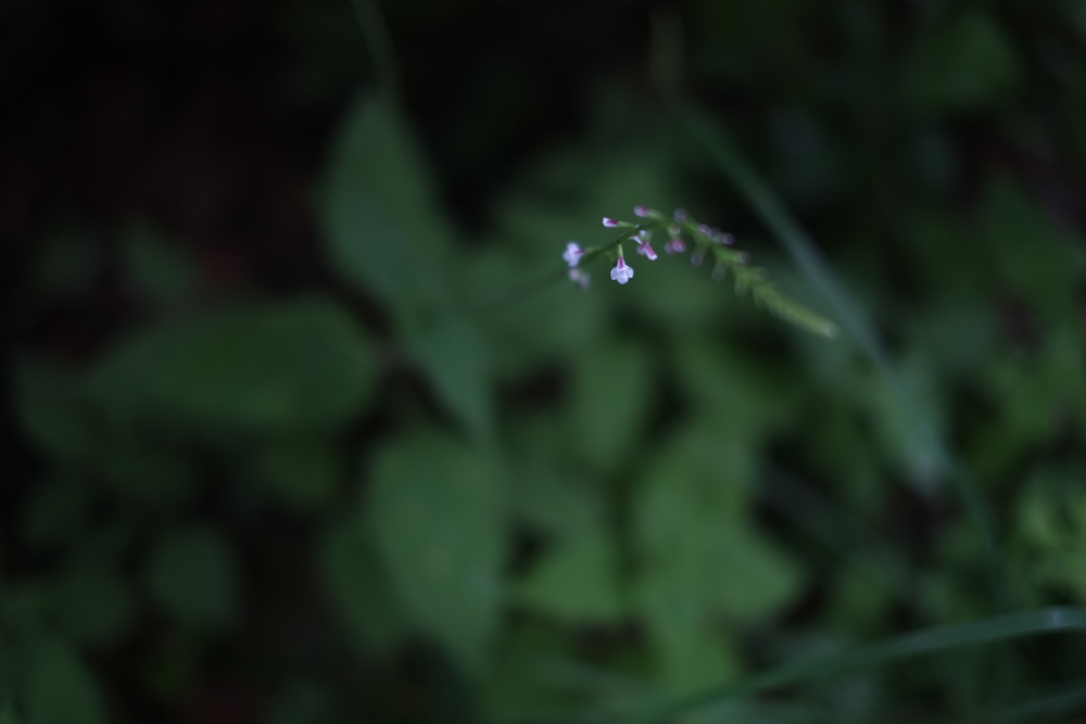 f:id:elmikamino:20130728082601j:image:w500