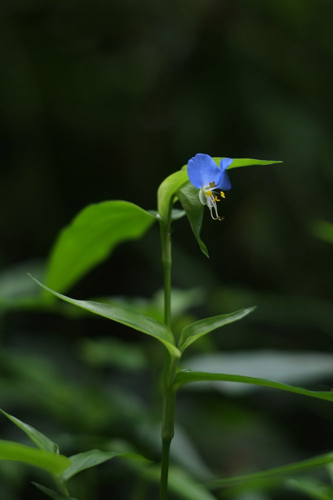 f:id:elmikamino:20130731093628j:image:h500