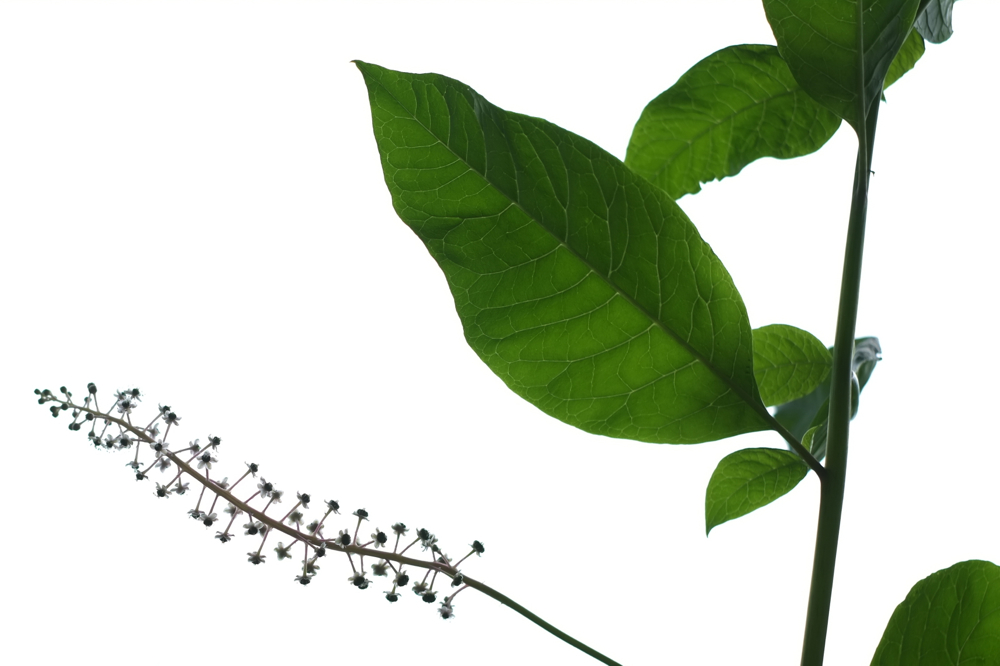 f:id:elmikamino:20130731093802j:image:w500