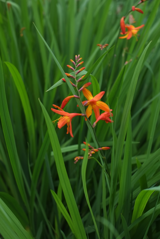 f:id:elmikamino:20130731094210j:image:h500