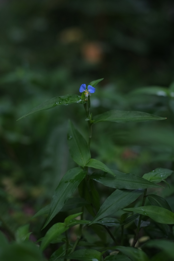 f:id:elmikamino:20130801085028j:image:h500