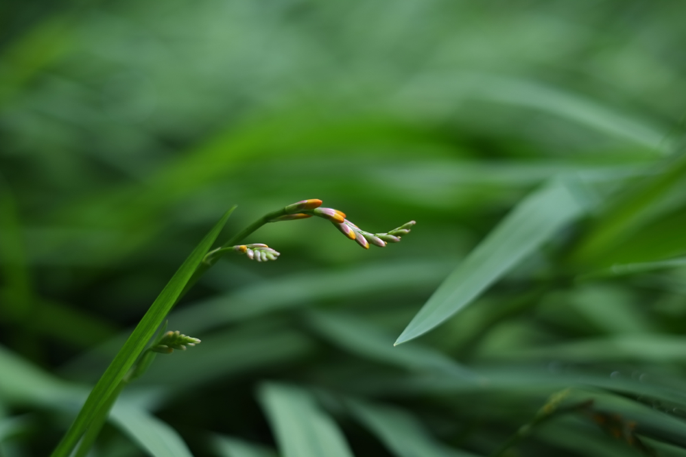 f:id:elmikamino:20130801095613j:image:w500