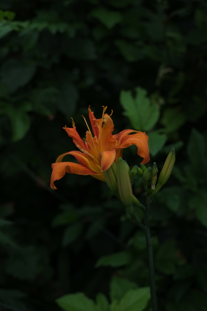 f:id:elmikamino:20130801100105j:image:h500