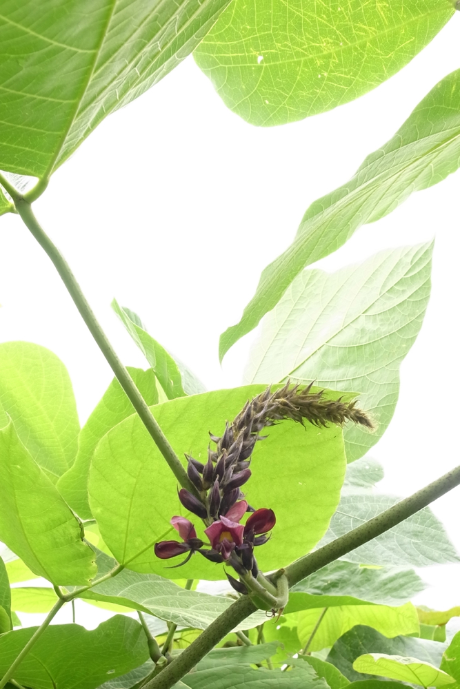 f:id:elmikamino:20130801114604j:image:h500