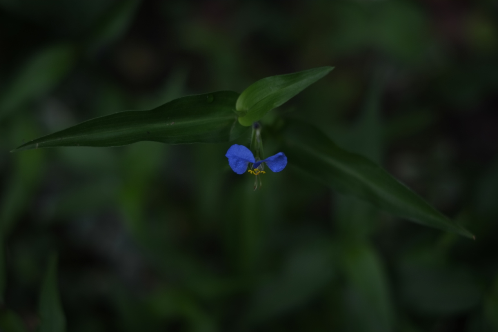 f:id:elmikamino:20130802081937j:image:w500