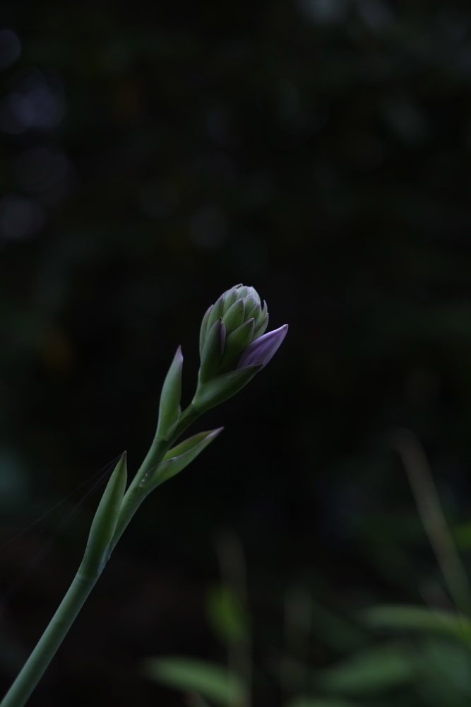 f:id:elmikamino:20130802082104j:image:h500