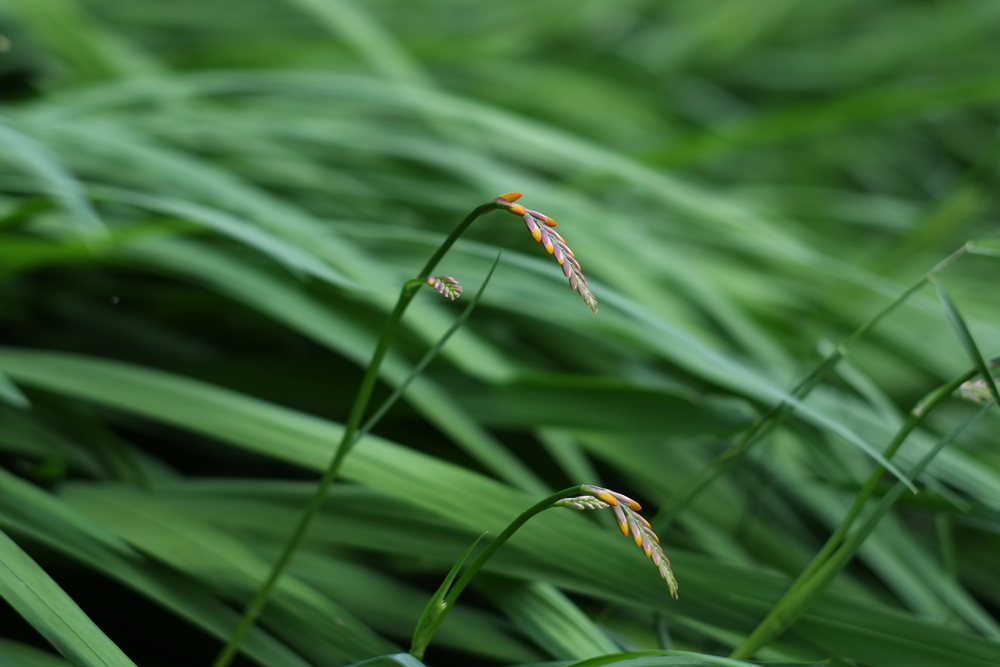 f:id:elmikamino:20130802082356j:image:w500