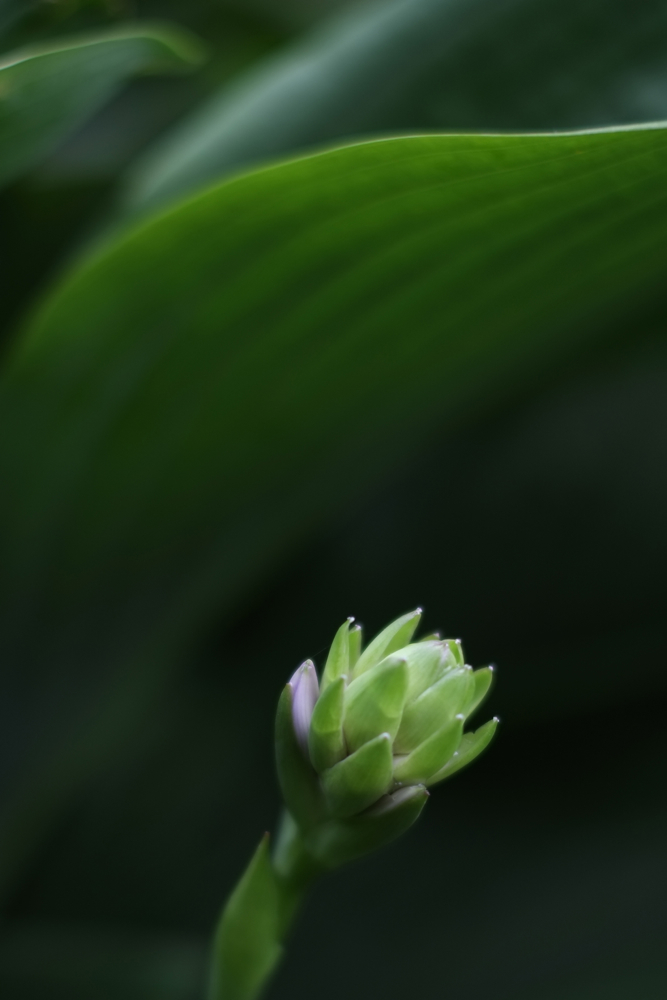 f:id:elmikamino:20130802082450j:image:h500